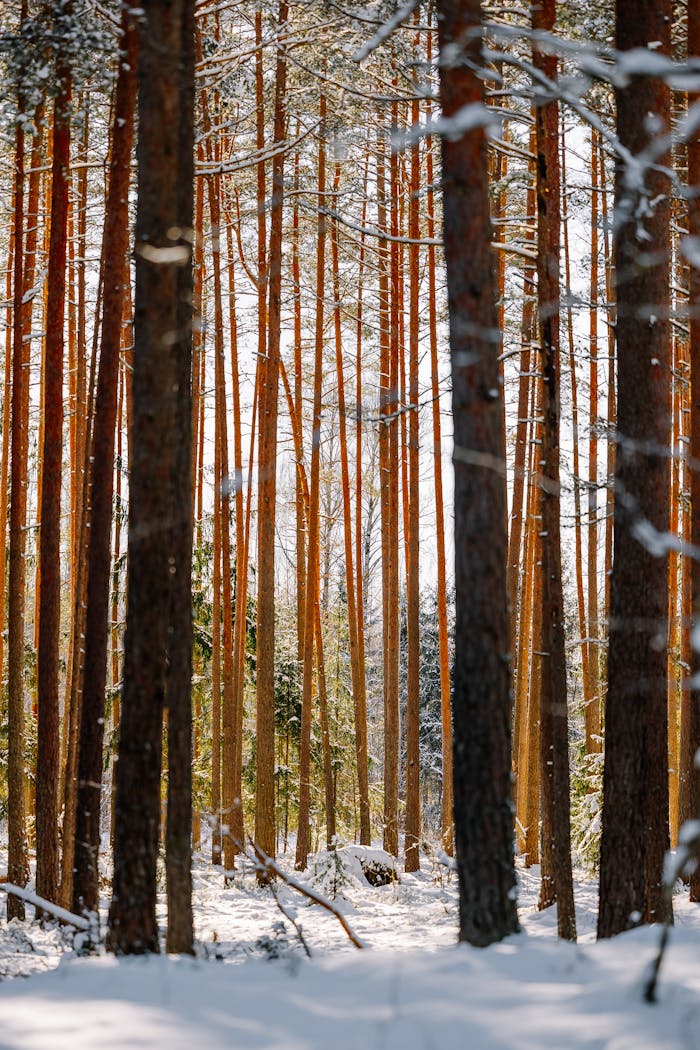 Serene winter forest scene with tall pine trees and fresh snow covering the ground.