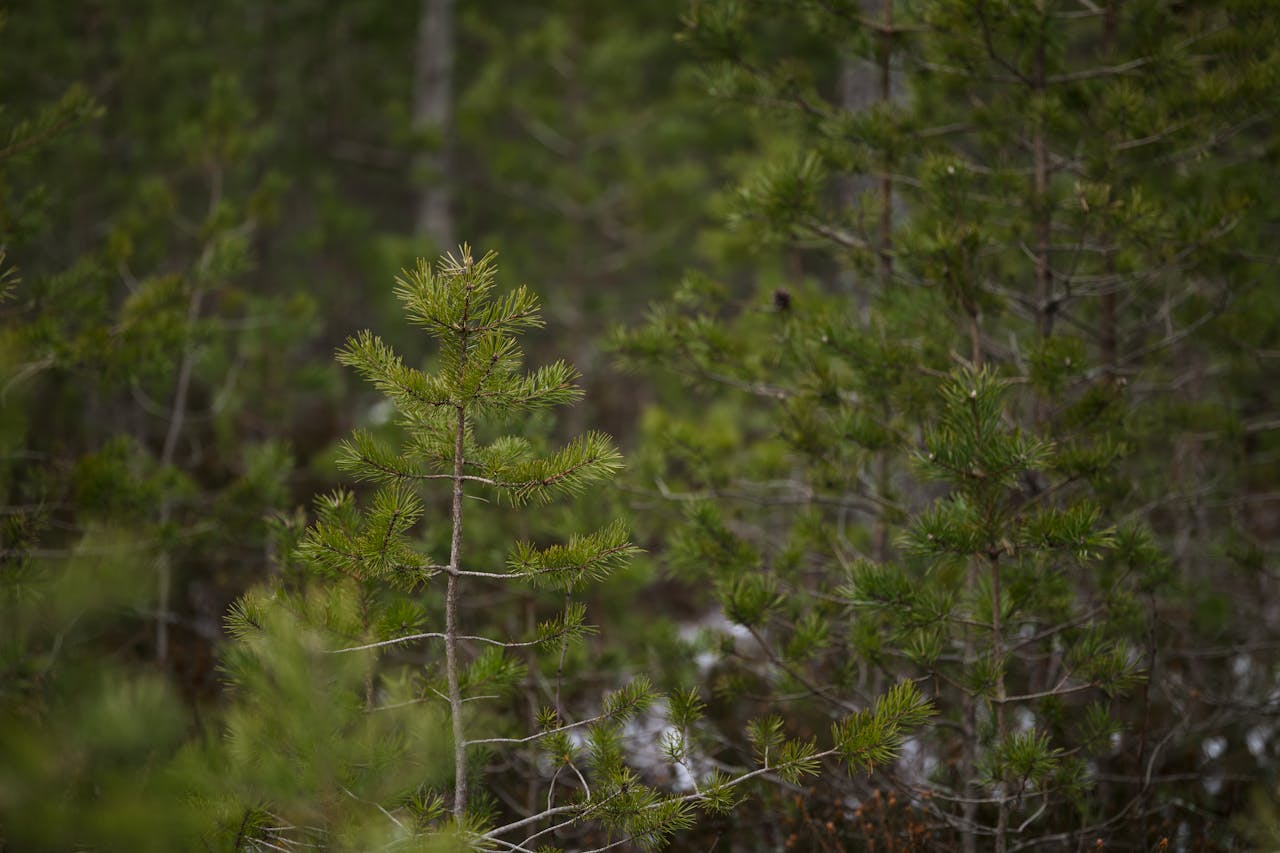 A serene capture of young pine trees in an evergreen forest, showcasing nature's quiet beauty.
