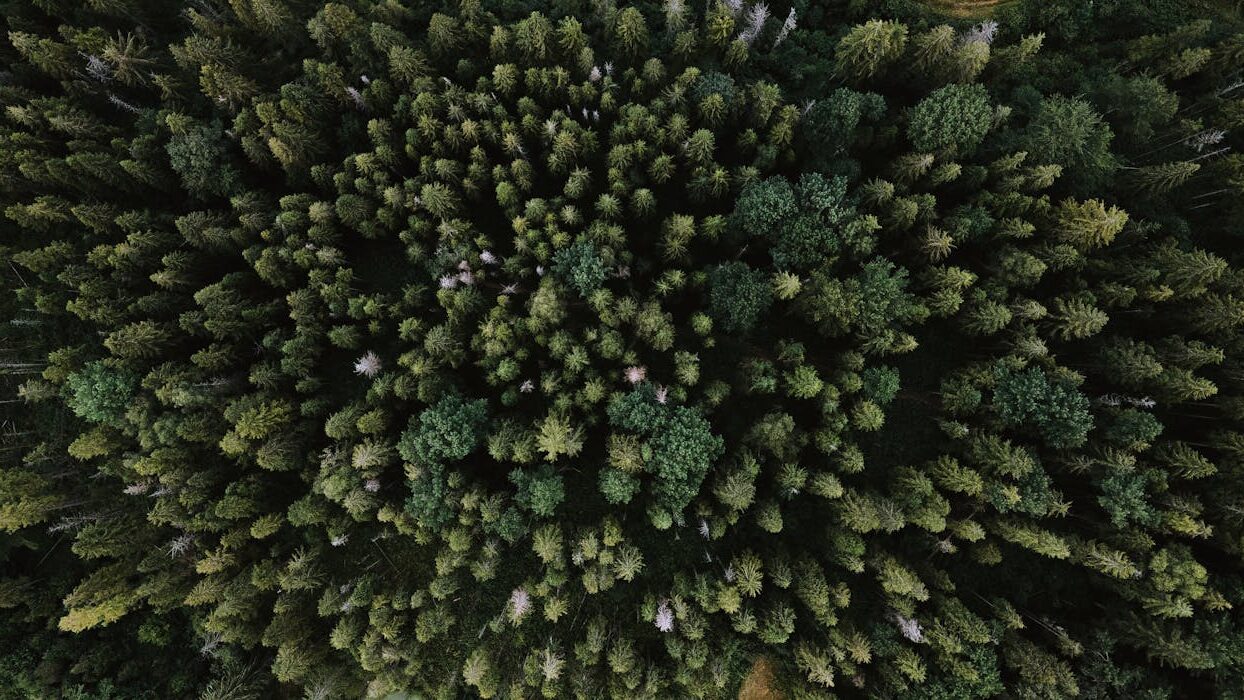 Stunning aerial shot of a lush, dense forest canopy captured from above.